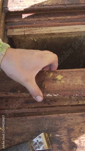 Beekeeper Holding Honeycomb Frame Covered with Honey Bees Close Up