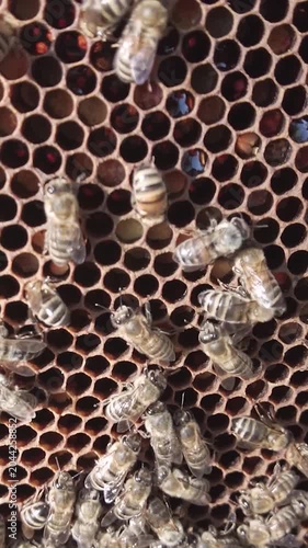 Beekeeper Holding Honeycomb Frame Covered with Honey Bees Close Up