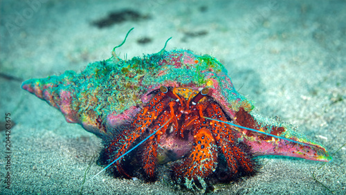 Foto White-spotted Hermit Crab Carrying a Colorful Shell on Sandy Seafloor in Anilao