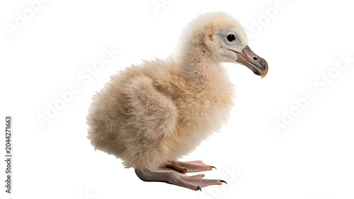 Fotografie Cute little baby albatross chick bird isolated on transparent background for wil