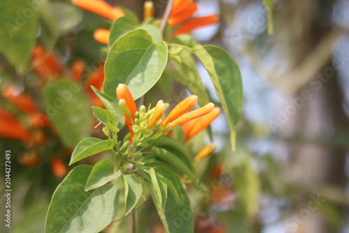 Orange Trumpet Vine Flower Close Up 4K | Stunning Flame Vine Bloom in Nature
