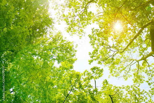 Fotografie 青空と夏の森 輝く太陽 公園 ナチュラル