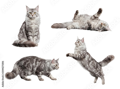 Four elegant silver tabby Maine Coon cats exhibiting diverse behaviors on a transparent background for design.