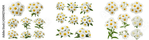 Tableau sur toile A Set of white daisy bouquet PNG, chamomile style flowers with yellow centers is