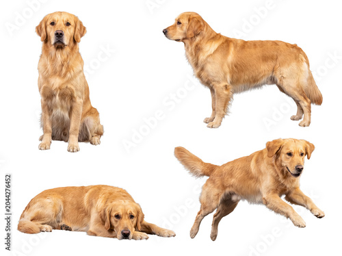 Active golden retriever dog photographed in diverse energetic poses.