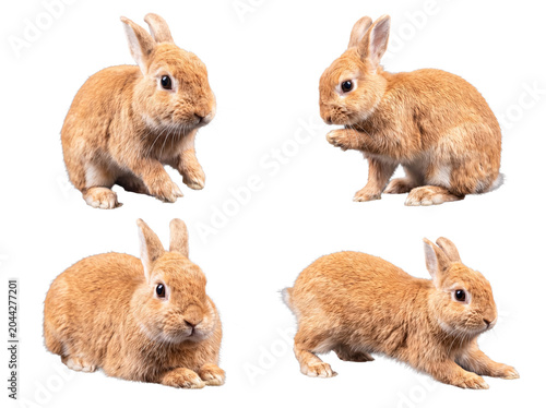 Cute ginger rabbit posing in various natural and endearing positions, including grooming and resting.