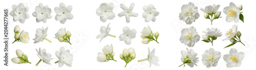 Konstfotografi A Set of white jasmine flowers and buds isolated, fragrant garden blossoms colle