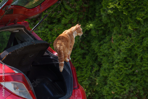 red cat and red car