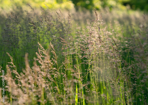 Wild Grass Blooming on Summer Meadow in Soft Backlight 2