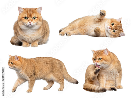 Photos Graceful golden British Shorthair cats in various dignified poses, isolated on a transparent background