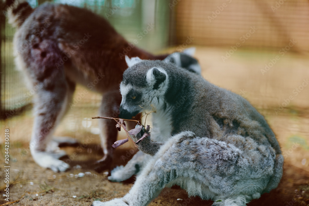 Obraz premium lemur ringtailed animal zoo primate mammal wildlife baby sitting and feeding on a branch in an enclosure, cute furry portrait showing grooming behavior and playful tail in natural light.