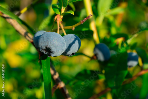Ripe blueberries (bilberry) on a blueberry bush on a nature background. High quality photo