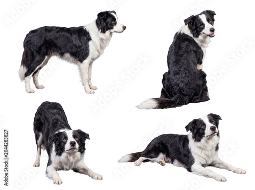 Photos Four black and white Border Collie dogs captured in diverse playful and attentive poses