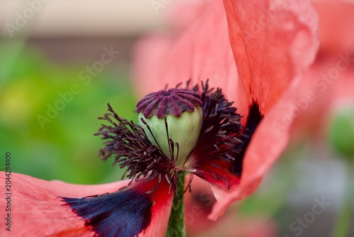 Bilde på lerret Macro Shot of an Oriental Poppy Flower Core with Seed Pod and Stamens