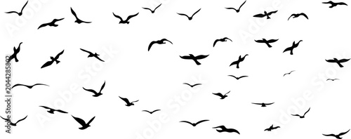 Flock of Birds Flying Silhouette
