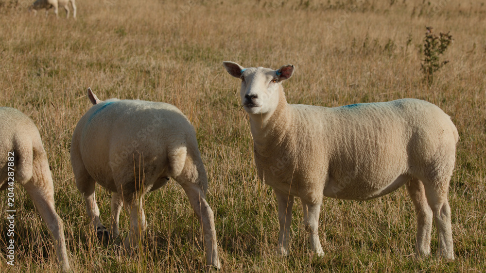 Fototapeta premium Scottish Highland Sheep Standing in a Sunlit Summer Meadow Field