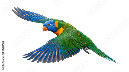 Vibrant Rainbow Lorikeet Parrot Flying Mid-Air Against White Background