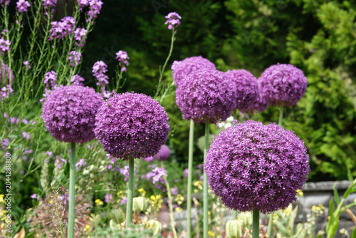 Blühender Zierlauch, allium