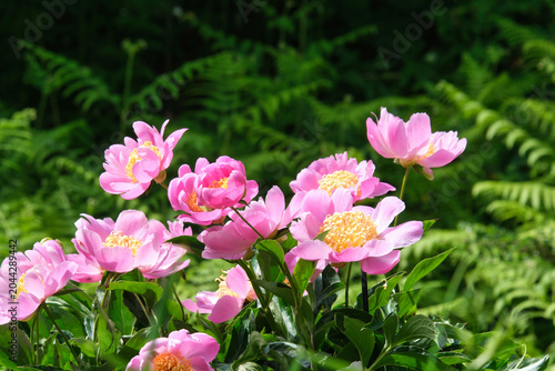 Pfingstrosen im Garten vor Farn