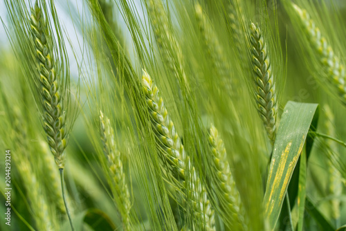 Quadro su tela Soft focus of developing green barley ears swaying among long awns in a cultivat