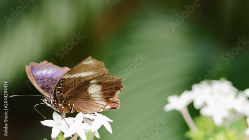 Tableau sur toile Butterfly with Iridescent Purple Wings Feeding on White Flowers in Port Douglas