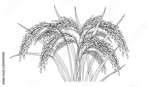 Fotografía Black and white rice stalks with grain heads vector illustration isolated on whi
