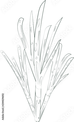 Illustration of Onion Graphic Element