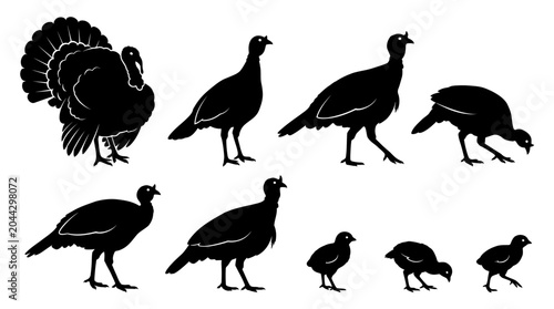 Turkey silhouette vector set featuring eight growth stages from chicks to mature adults with fanned tails, bird wildlife illustration inspiration