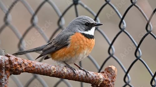 Bird Perched on Rusty Fence