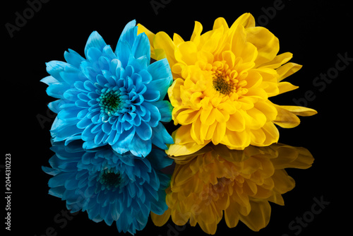 Two flowers of chrysanthemum, blue and yellow, isolated on black background, mirror reflection