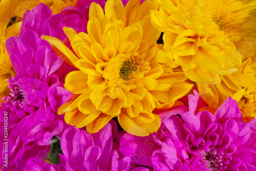 Background of colorful chrysanthemum flowers, vibrant yellow and pink, close up