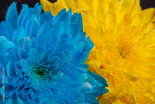 Two autumn chrysanthemum flowers head, blue and yellow, on black background, close up