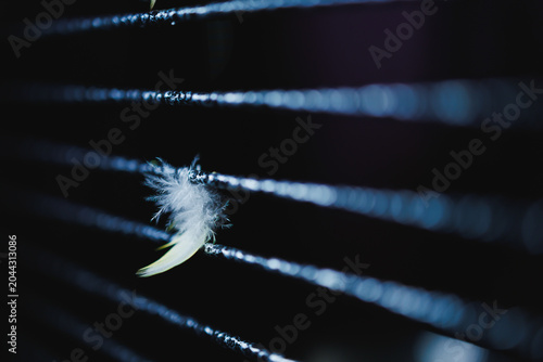 Photography Feather caught on thin wires in the dark near a fence during late evening hours