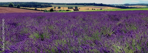 Untitled Project 1england gloucestershire the cotswolds snowshill lavender farm lavender fields