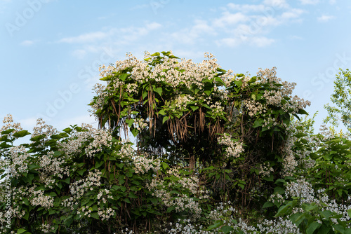 Canvas Print Close-up of Indian bean tree (Catalpa bignonioides) in full bloom