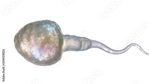 Bild auf Leinwand Human sperm cell microscopic view, detailed structure