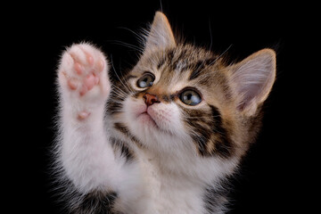 Portrait of tabby kitten, Felis silvestris catus, in front of black background