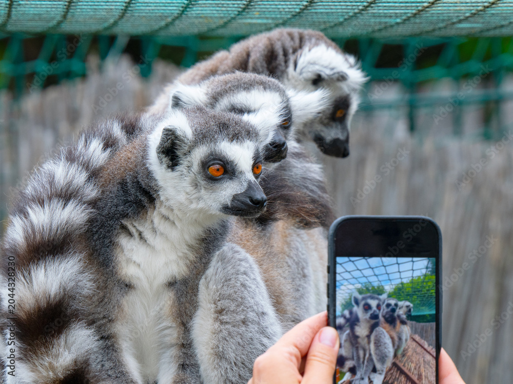 Fototapeta premium Zoo visitor photographing three ring-tailed lemurs with smartphone.