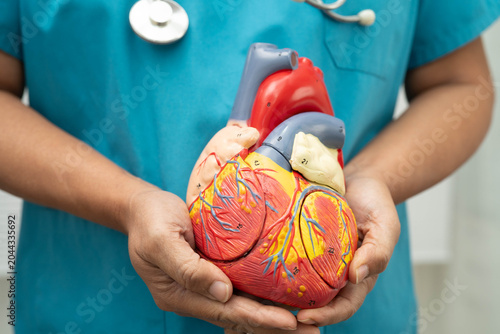 Schilderij op canvas Cardiovascular disease CVD, doctor with heart human model anatomy for treatment patient in hospital