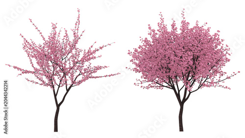 Two cherry blossom trees with pink flowers in spring Vector