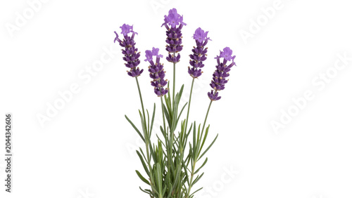 Fresh purple lavender flowers bunch with green stems Vector