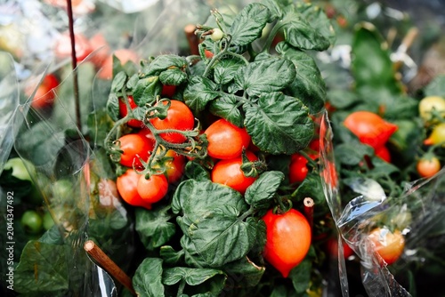A close up view captures small potted dwarf cherry tomato plants with ripe red fruits wrapped in plastic for sale at the Flower Market in Hong Kong