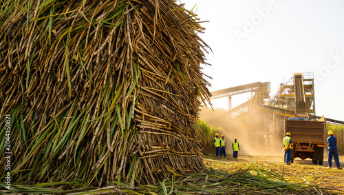 Workers standing near a large stack of harvested sugarcane stalks with a mechanical conveyor system and truck in a dusty industrial field