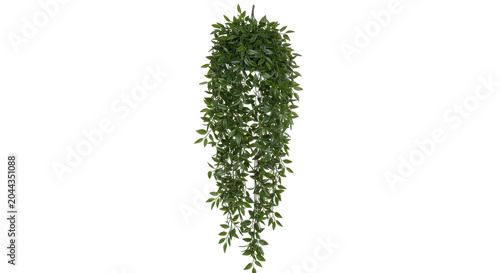 Hanging Green Ivy Plant Isolated on Transparent Background for Design Projects
