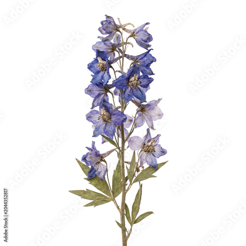 Foto Dried blue delphinium flower stem, isolated on transparent background