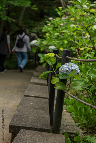 梅雨の季節の本土寺　千葉県松戸市