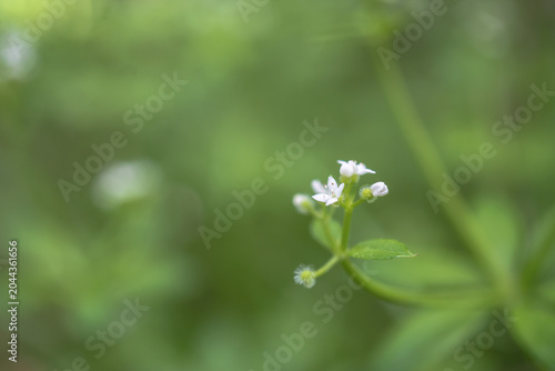 クルマムグラ（Galium japonicum）／極小の白い花とコピースペース／日本長野県の八千穂高原・5月