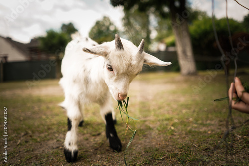 Cute small black and white goats. 