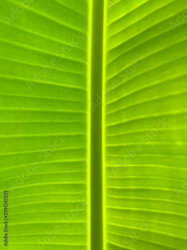 Close-up view of green banana leaf texture with natural pattern, botanical