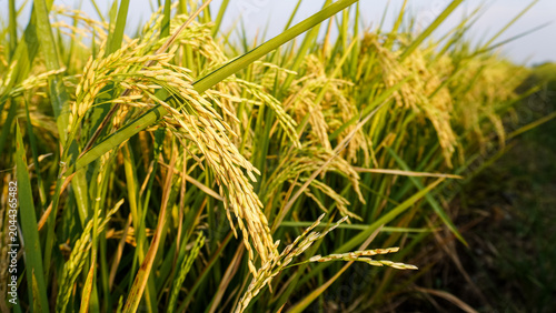 Cuadro en lienzo Golden Rice Panicles Ready for Harvest in Paddy Field